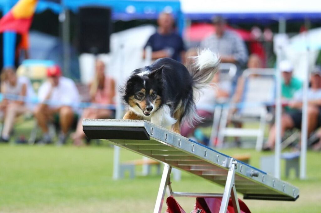 Border Collie Wippe Jutlandia Cup