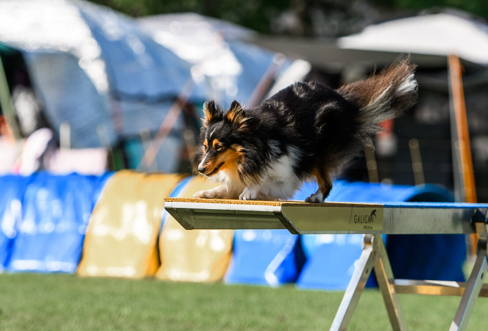 Sheltie Wippe Lulea Open
