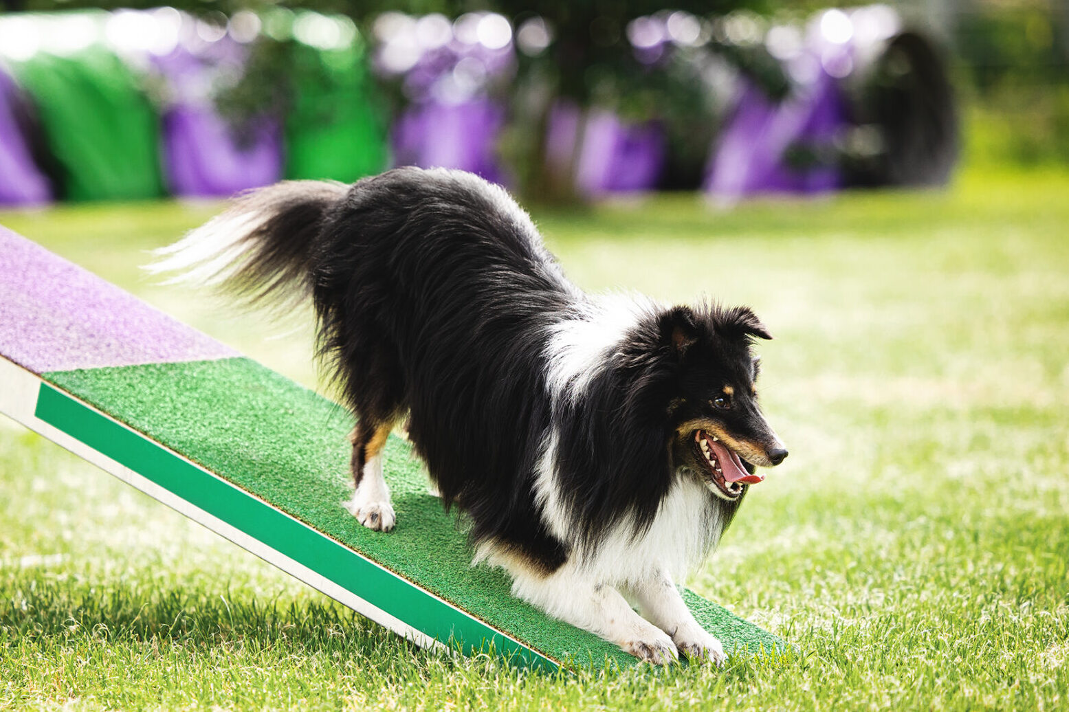 Sheltie Wippe verbeugen