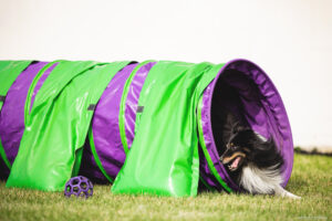 Sheltie Focus Tunnel Agility