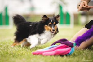 Sheltie drive toy dog balance