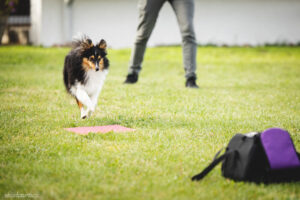 Sheltie Target Focus food maching